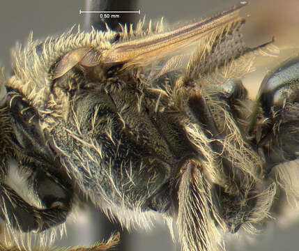 Imagem de Lasioglossum zephyrum (Smith 1853)