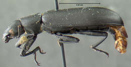 Image of <i>Alobates pennsylvanica</i>