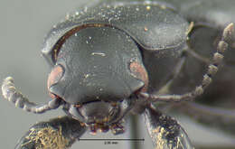 Image of <i>Alobates pennsylvanica</i>