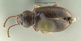 Image of Anaedus brunneus (Ziegler 1844)