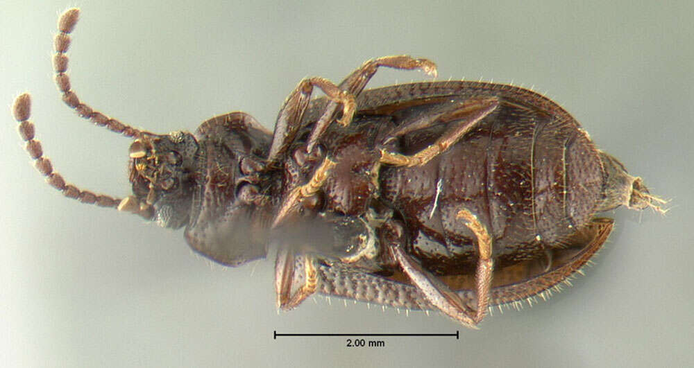 Image of Anaedus brunneus (Ziegler 1844)