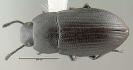 Image of small darkling ground beetle