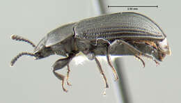 Image of small darkling ground beetle
