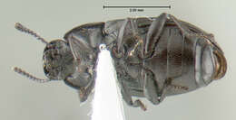 Image of small darkling ground beetle