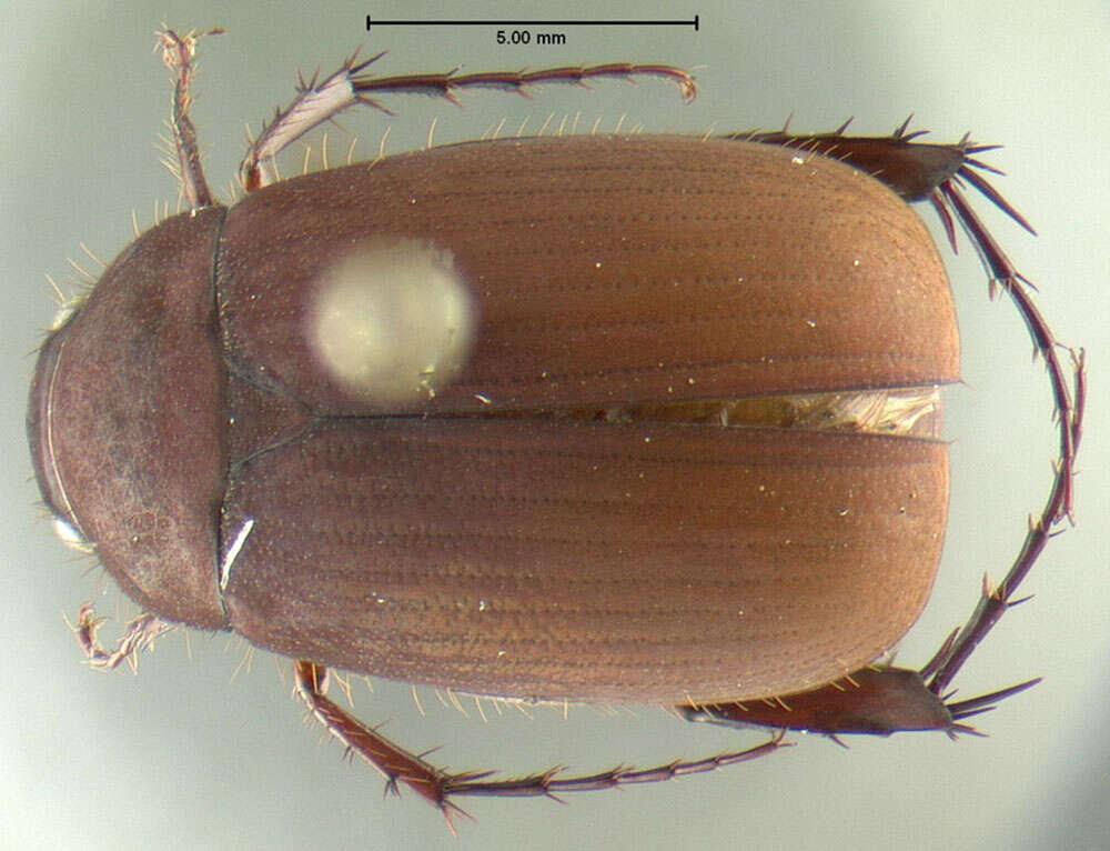 Image of Asiatic Garden Beetle