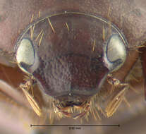 Image of Asiatic Garden Beetle