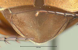 Image of Asiatic Garden Beetle