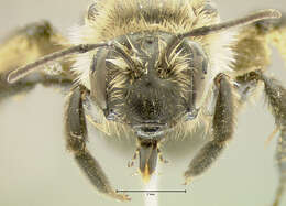 Imagem de Andrena vicina Smith 1853