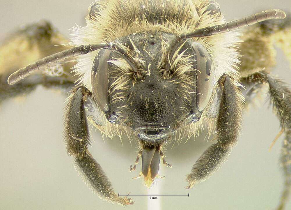 Imagem de Andrena vicina Smith 1853