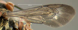 Image of Epeolus autumnalis Robertson 1902