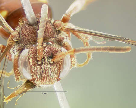 Image of Nomada denticulata Robertson 1902