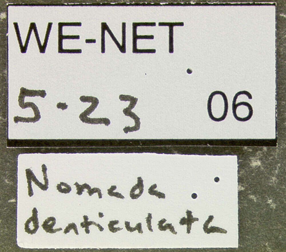 Image of Nomada denticulata Robertson 1902