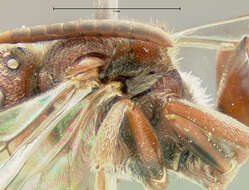 Image of Nomada denticulata Robertson 1902