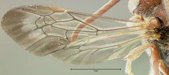 Imagem de Nomada denticulata Robertson 1902