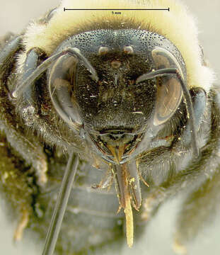 Image of Eastern Carpenter Bee