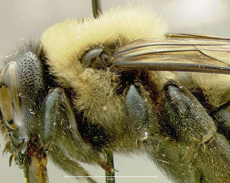 Image of Eastern Carpenter Bee