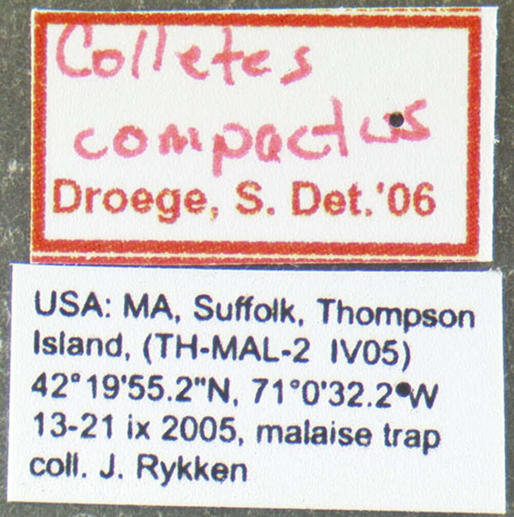 Image of Colletes compactus Cresson 1868