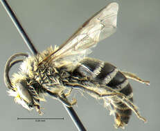 Image of Colletes simulans Cresson 1868