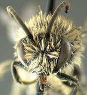 Image of Colletes simulans Cresson 1868