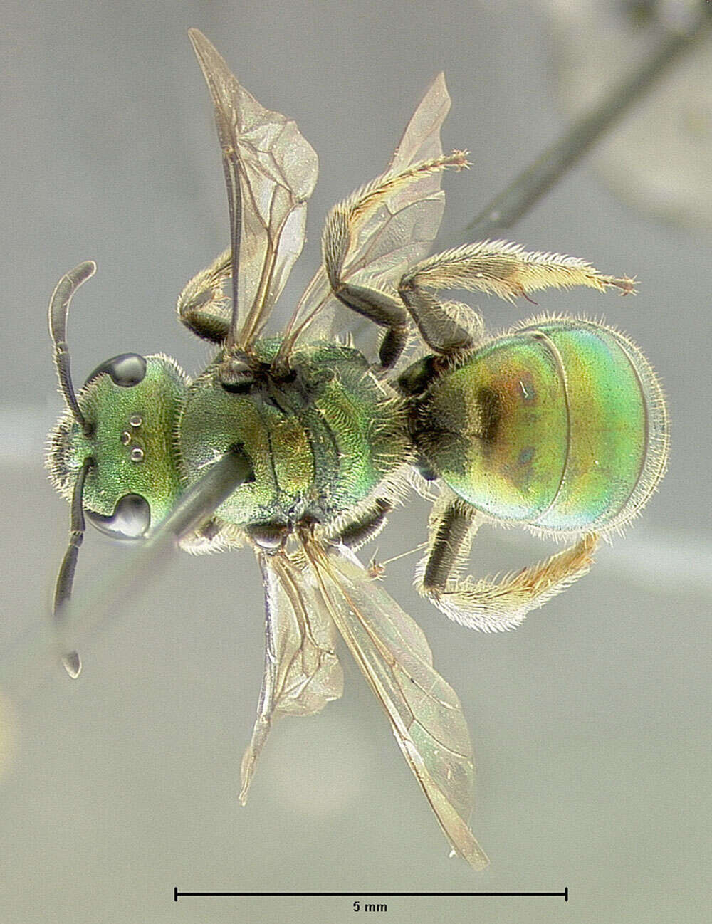 Image of Pure Green Augochlora