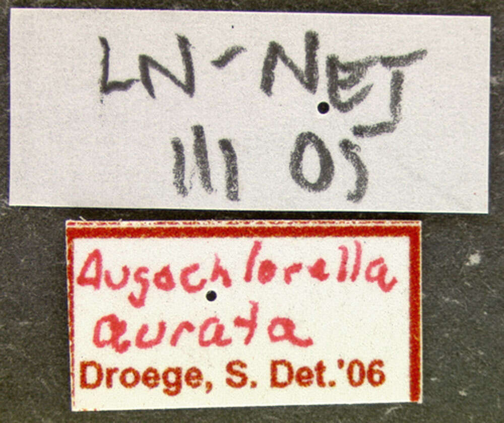 Image of Augochlorella aurata (Smith 1853)