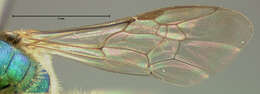 Image of Augochlorella aurata (Smith 1853)