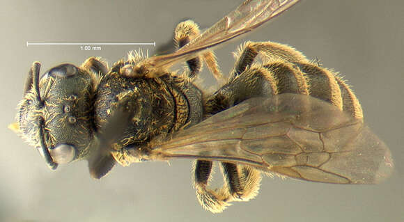 Image of Halictus confusus Smith 1853