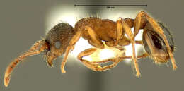 Image of Myrmica fracticornis Forel 1901