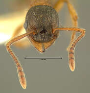 Image de Myrmica fracticornis Forel 1901