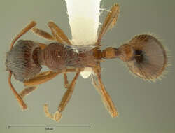 Image of European fire ant