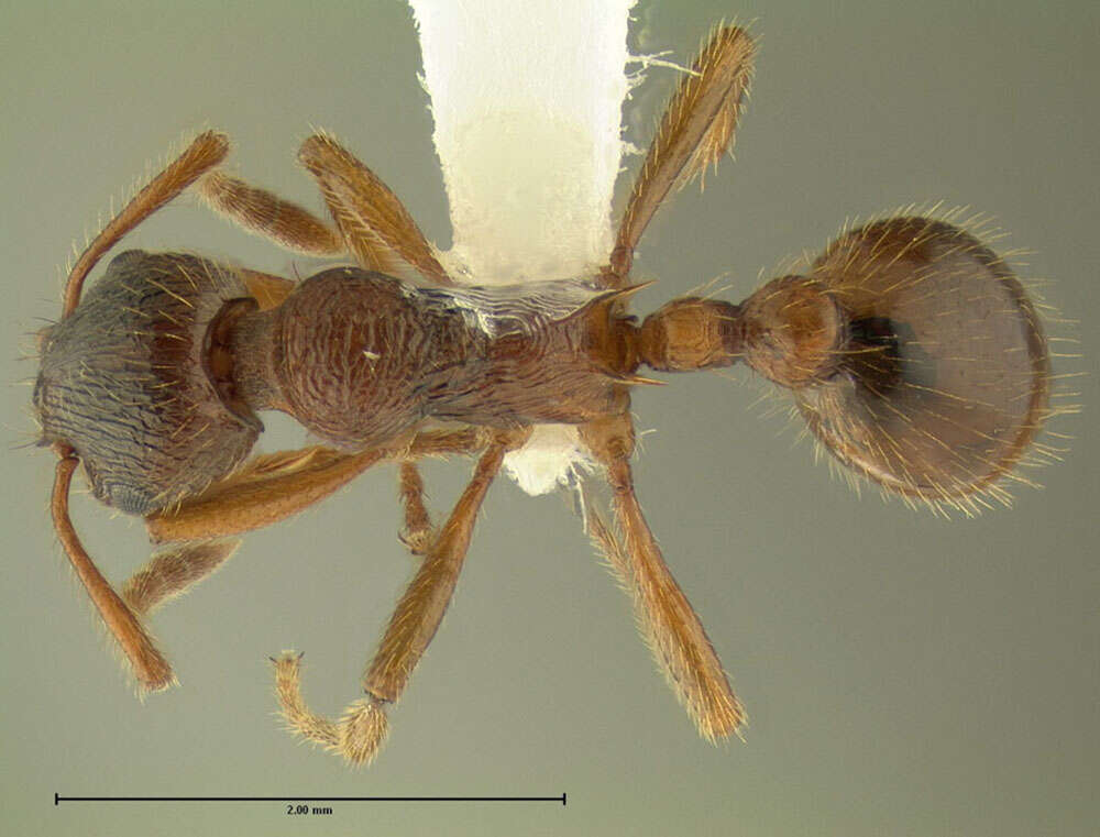 Image of European fire ant