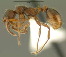 Image of European fire ant