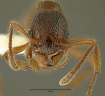 Image of European fire ant