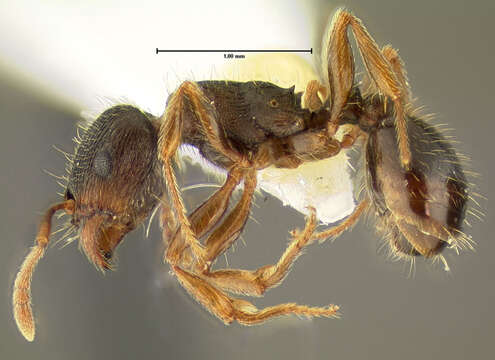 Imagem de <i>Tetramorium immigrans</i>