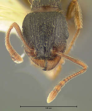 Imagem de <i>Tetramorium immigrans</i>