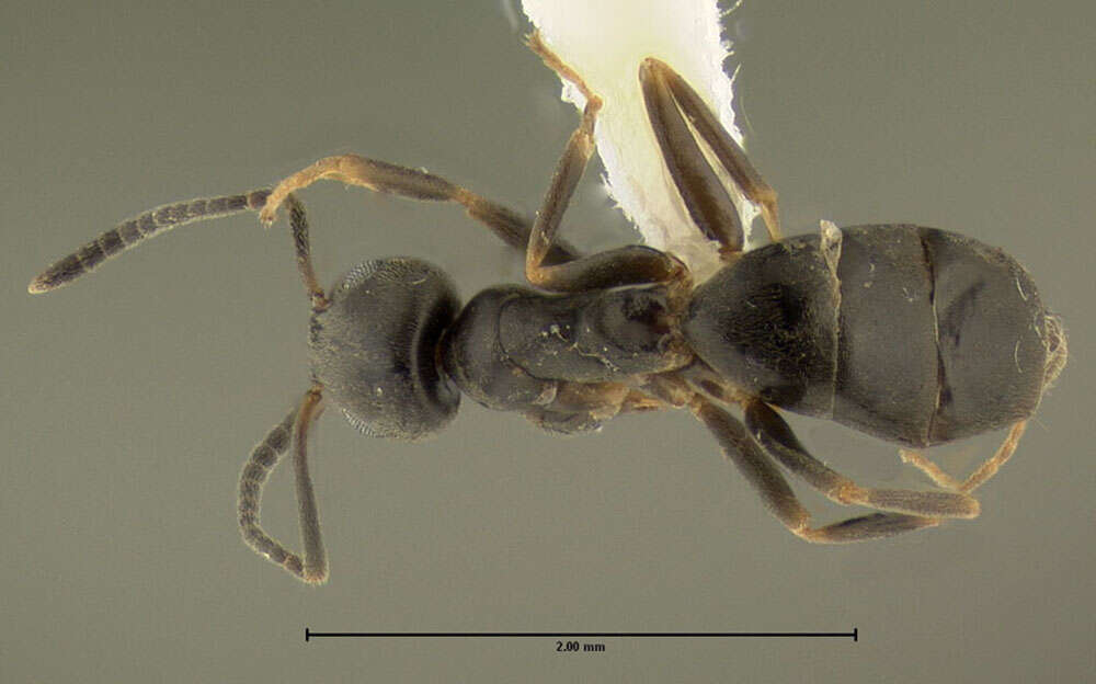 Image of Odorous House Ant