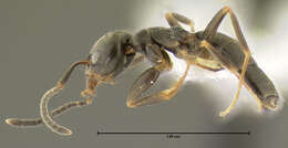 Image of Odorous House Ant