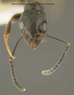 Image of Odorous House Ant