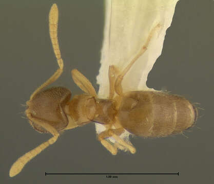 Imagem de Brachymyrmex depilis Emery 1893