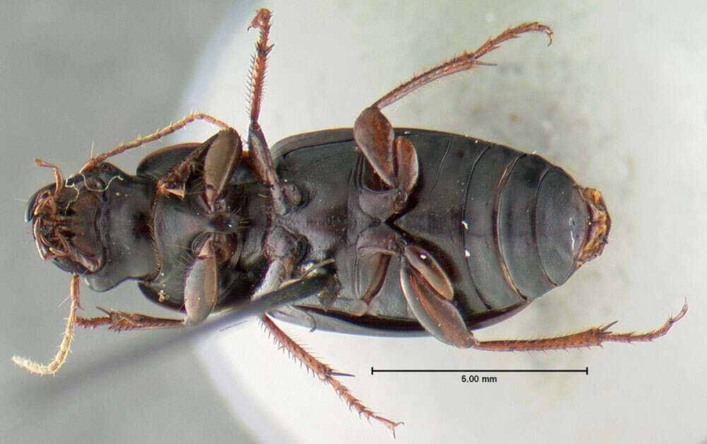 Sivun Harpalus (Pseudoophonus) erythropus Dejean 1829 kuva