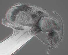 Image of Notoxus desertus Casey 1895