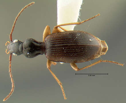 Image of Oxypselaphus pusillus (Le Conte 1854)