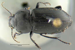 Anisodactylus (Anisodactylus) harrisii Le Conte 1863的圖片