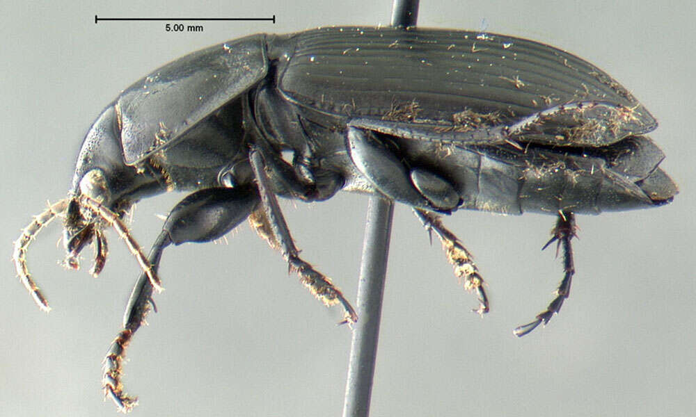 Anisodactylus (Anisodactylus) harrisii Le Conte 1863 resmi