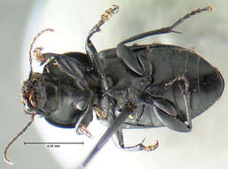 Anisodactylus (Anisodactylus) harrisii Le Conte 1863的圖片