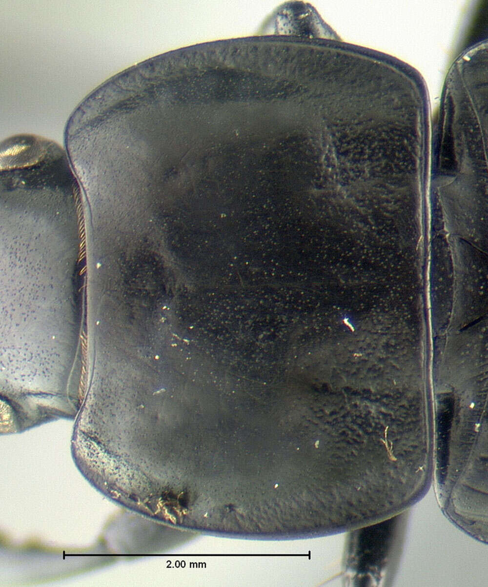 Anisodactylus (Anisodactylus) harrisii Le Conte 1863 resmi