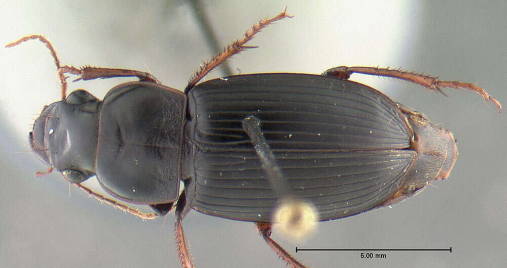 Sivun Harpalus (Pseudoophonus) erythropus Dejean 1829 kuva