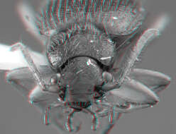 Imagem de <i>Cymindis neglectus</i>