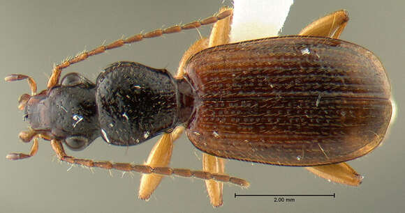 Image de <i>Cymindis neglectus</i>