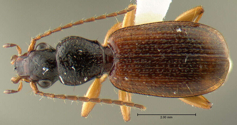 Imagem de <i>Cymindis neglectus</i>